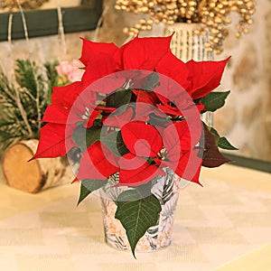 Poinsettia with splendid red foliage as Christmas decorations