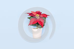 Poinsettia with star flowers for Christmas or New Year in white pot on blue background. Xmas winter holiday home decor