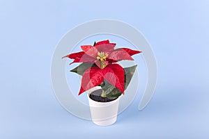 Poinsettia with star flowers for Christmas or New Year in white pot on blue background. Xmas winter holiday home decor