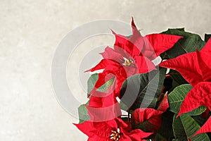 Poinsettia traditional Christmas flower on light background, closeup.