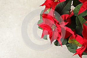 Poinsettia traditional Christmas flower on light background, closeup.