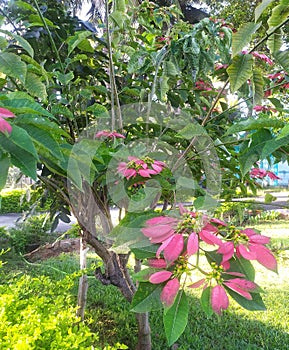 Poinsettia Tree in India