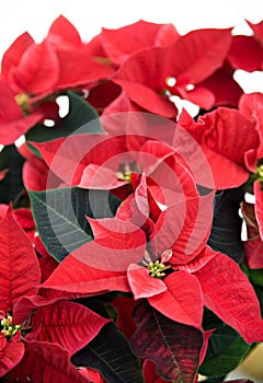 Poinsettia on White