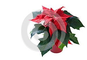 Poinsettia on white background in red pot