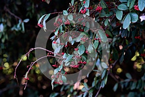 POINSETTIA WISHES, American Wintergreen. Gaultheria Paultheria Procubens.