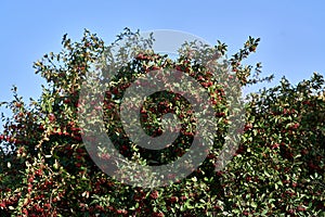 POINSETTIA WISHES, American Wintergreen. Gaultheria Paultheria Procubens.