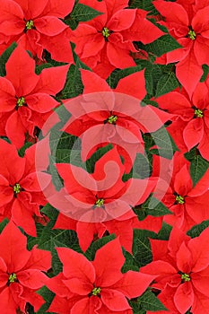 Poinsettias photo