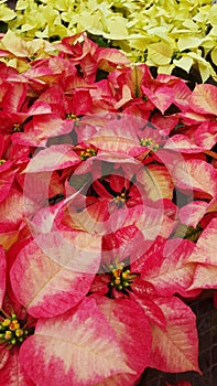 Poinsettias