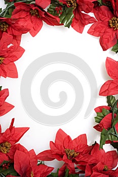 Poinsettias background over white photo