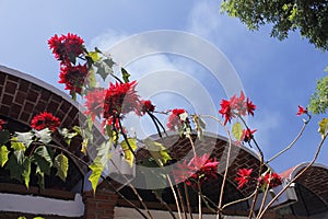 Poinsettias on branches looking at the sky