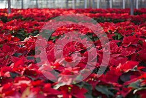 Poinsettias in a greenhouse