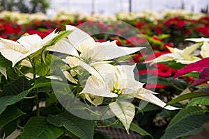 Poinsettias in greenhouse photo