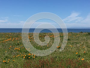 Point Buchon Trail - Fields of poppies with ocean view