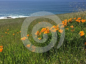Point Buchon Trail - wildflowers, bluffs and caves with ocean view