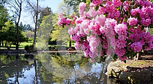 Point Defiance park in Tacoma, WA. USA. Pink rhododendron near pond.