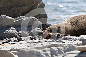 point Kean seal colony, Kaikoura, New Zealand