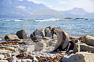 point Kean seal colony, Kaikoura, New Zealand