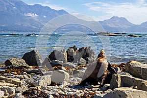 point Kean seal colony, Kaikoura, New Zealand