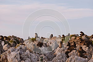 point Kean seal colony, Kaikoura, South island, New Zealand photo