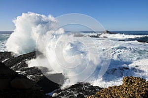 Point Lobos State Park, Monterey, California