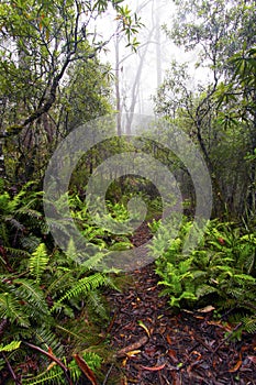 Point Lookout, New England National Park, AU