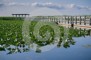 Point pelee national park boardwalk