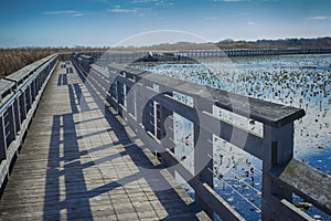 Point Pelee national park and boardwalk in the fall, Ontario, Ca