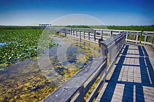 Point Pelee national park boardwalk in the summer, Ontario, Canada