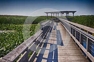 Point Pelee national park boardwalk in the summer, Ontario, Canada