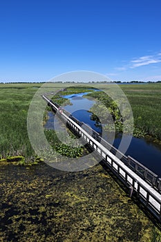 Point Pelee National Park Marsh Boardwalk #2