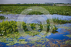 Point Pelee National Park, Ontario, Canada