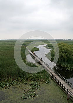 Point Pelee Swamp Boardwalk