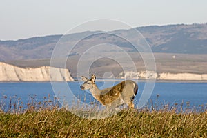 Point Reyes National Seashore wildlife.