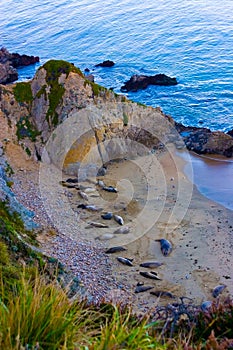 Point Reyes National Seashore wildlife. photo