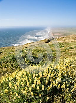 Point Reyes Shore, California photo