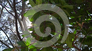 Point of view of a person laying on a hammock on a tropical beach