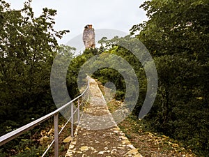 Point of view person walking in tree bush lined avenue on stone rock pathway Concept of exploration, travel and freedom outdoors