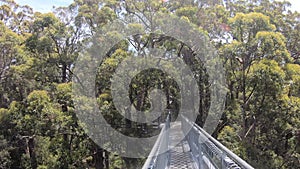 Point of View of a person walking on Valley of the Giants Tree Top Walk