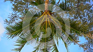 Point of view slowmotion shot - person laying on a tropical beach looks up on a palm tree