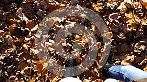 Point of view of young couple stepping together on maple leaves at forest. Male and female legs in boots going on dry