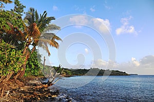 Pointe Borgnese - Martinique - FWI - Carribean