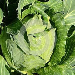 Pointed Cabbage (Brassica oleraceae).