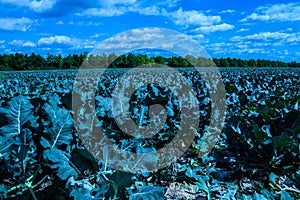 pointed cabbage and broccoli together in field