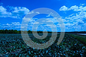 pointed cabbage and broccoli together in field