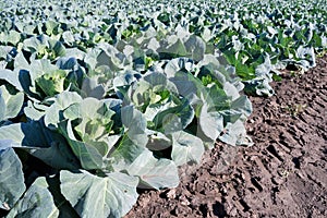 Pointed cabbage field