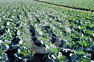 pointed cabbage fieldd