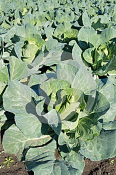pointed cabbage fieldd