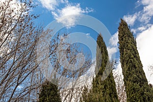 Pointed cedar trees and bare branches against a clear blue winter sky with white clouds