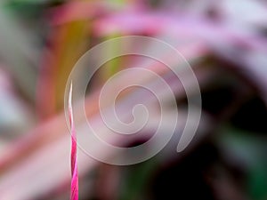 Pointed End of The Dracaena Palm Leaf