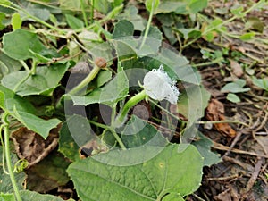 Pointed gourd white flowers on tree in farm of Bangladesh